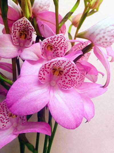 ディサ　アーティスト